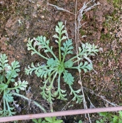 Leptinella filicula at Paddys River, ACT - 17 Jun 2023