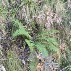 Polystichum proliferum (Mother Shield Fern) at Tidbinbilla Nature Reserve - 17 Jun 2023 by Tapirlord