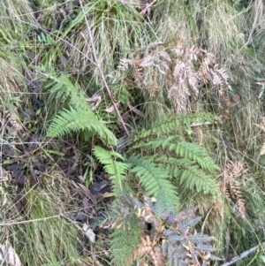 Polystichum proliferum at Paddys River, ACT - 17 Jun 2023