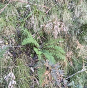 Polystichum proliferum at Paddys River, ACT - 17 Jun 2023 01:58 PM