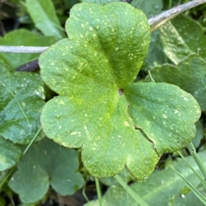 Hydrocotyle laxiflora at Paddys River, ACT - 17 Jun 2023