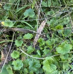 Hydrocotyle laxiflora at Paddys River, ACT - 17 Jun 2023