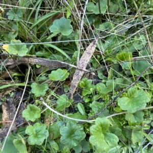 Hydrocotyle laxiflora at Paddys River, ACT - 17 Jun 2023