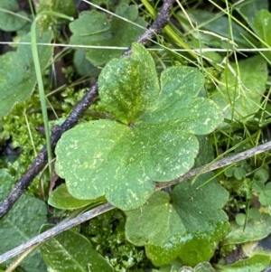 Hydrocotyle laxiflora at Paddys River, ACT - 17 Jun 2023