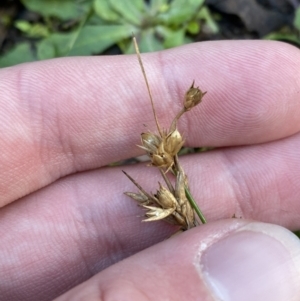 Juncus homalocaulis at Paddys River, ACT - 17 Jun 2023