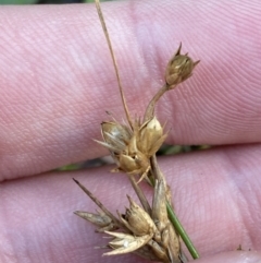 Juncus homalocaulis at Paddys River, ACT - 17 Jun 2023