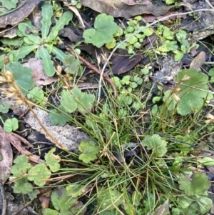 Juncus homalocaulis at Paddys River, ACT - 17 Jun 2023