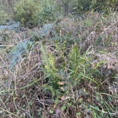 Blechnum nudum (Fishbone Water Fern) at Paddys River, ACT - 17 Jun 2023 by Tapirlord