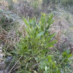 Acacia melanoxylon (Blackwood) at Paddys River, ACT - 17 Jun 2023 by Tapirlord