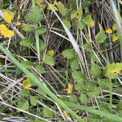 Rubus parvifolius (Native Raspberry) at Paddys River, ACT - 17 Jun 2023 by Tapirlord