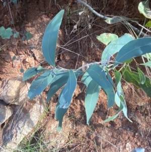 Acacia obliquinervia at Paddys River, ACT - 17 Jun 2023