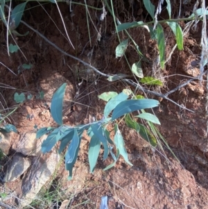 Acacia obliquinervia at Paddys River, ACT - 17 Jun 2023