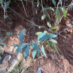 Acacia obliquinervia at Paddys River, ACT - 17 Jun 2023