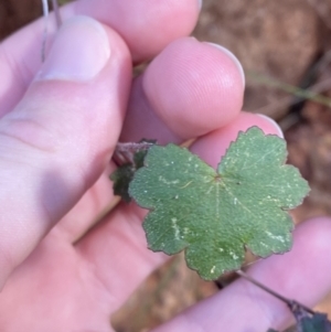 Hydrocotyle hirta at Paddys River, ACT - 17 Jun 2023