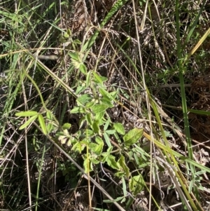 Mentha diemenica at Paddys River, ACT - 17 Jun 2023 01:51 PM