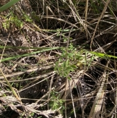 Mentha diemenica at Paddys River, ACT - 17 Jun 2023 01:51 PM