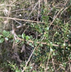 Bursaria spinosa subsp. lasiophylla at Paddys River, ACT - 17 Jun 2023 01:50 PM