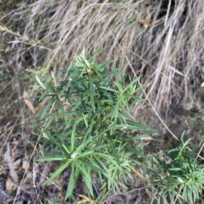 Cassinia longifolia (Shiny Cassinia, Cauliflower Bush) at Paddys River, ACT - 17 Jun 2023 by Tapirlord