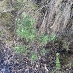 Cassinia longifolia at Paddys River, ACT - 17 Jun 2023 01:49 PM