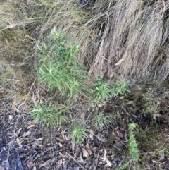 Cassinia longifolia at Paddys River, ACT - 17 Jun 2023