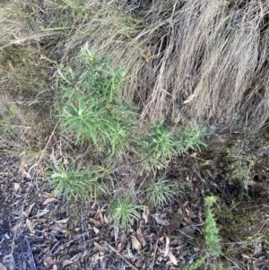 Cassinia longifolia at Paddys River, ACT - 17 Jun 2023 01:49 PM