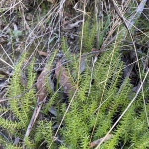 Acrotriche serrulata at Paddys River, ACT - 17 Jun 2023