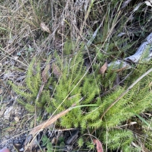 Acrotriche serrulata at Paddys River, ACT - 17 Jun 2023