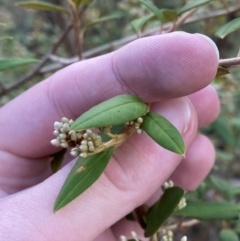 Pomaderris andromedifolia subsp. andromedifolia (Andromeda Pomaderris) at Tidbinbilla Nature Reserve - 17 Jun 2023 by Tapirlord