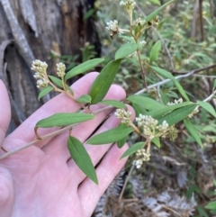 Pomaderris andromedifolia subsp. andromedifolia at Paddys River, ACT - 17 Jun 2023 01:48 PM