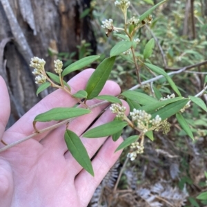 Pomaderris andromedifolia subsp. andromedifolia at Paddys River, ACT - 17 Jun 2023