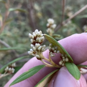 Pomaderris andromedifolia subsp. andromedifolia at Paddys River, ACT - 17 Jun 2023