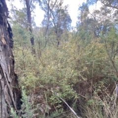 Pomaderris andromedifolia subsp. andromedifolia at Paddys River, ACT - 17 Jun 2023