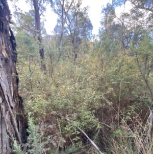 Pomaderris andromedifolia subsp. andromedifolia at Paddys River, ACT - 17 Jun 2023 01:48 PM