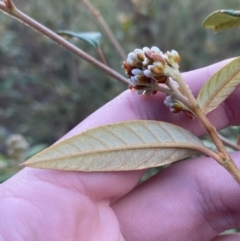 Pomaderris andromedifolia subsp. andromedifolia at Paddys River, ACT - 17 Jun 2023