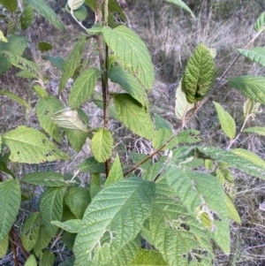 Pomaderris aspera at Paddys River, ACT - 17 Jun 2023 01:47 PM