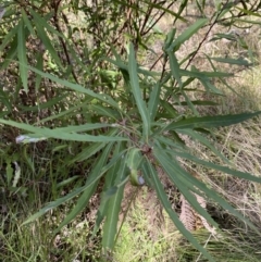 Lomatia myricoides (River Lomatia) at Tidbinbilla Nature Reserve - 17 Jun 2023 by Tapirlord