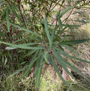 Lomatia myricoides at Paddys River, ACT - 17 Jun 2023