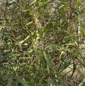 Lomatia myricoides at Paddys River, ACT - 17 Jun 2023