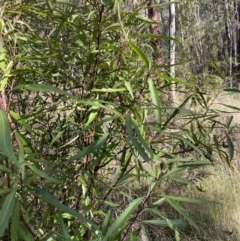 Lomatia myricoides at Paddys River, ACT - 17 Jun 2023