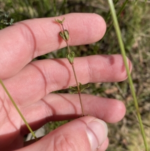 Tetratheca bauerifolia at Paddys River, ACT - 17 Jun 2023