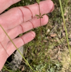 Tetratheca bauerifolia at Paddys River, ACT - 17 Jun 2023