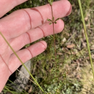 Tetratheca bauerifolia at Paddys River, ACT - 17 Jun 2023