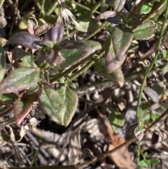 Opercularia hispida (Hairy Stinkweed) at Paddys River, ACT - 17 Jun 2023 by Tapirlord