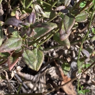 Opercularia hispida (Hairy Stinkweed) at Paddys River, ACT - 17 Jun 2023 by Tapirlord