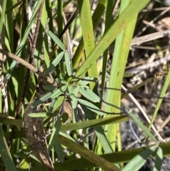 Glycine clandestina at Paddys River, ACT - 17 Jun 2023 01:42 PM