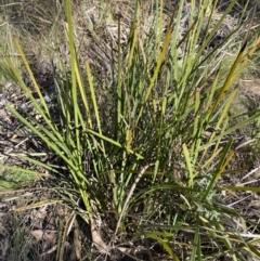 Lomandra longifolia (Spiny-headed Mat-rush, Honey Reed) at Paddys River, ACT - 17 Jun 2023 by Tapirlord