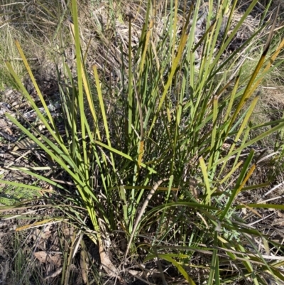 Lomandra longifolia (Spiny-headed Mat-rush, Honey Reed) at Tidbinbilla Nature Reserve - 17 Jun 2023 by Tapirlord