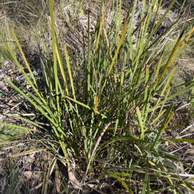 Lomandra longifolia (Spiny-headed Mat-rush, Honey Reed) at Paddys River, ACT - 17 Jun 2023 by Tapirlord