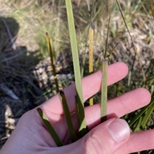 Lomandra longifolia at Paddys River, ACT - 17 Jun 2023 01:42 PM