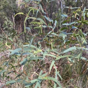 Eucalyptus viminalis at Paddys River, ACT - 17 Jun 2023